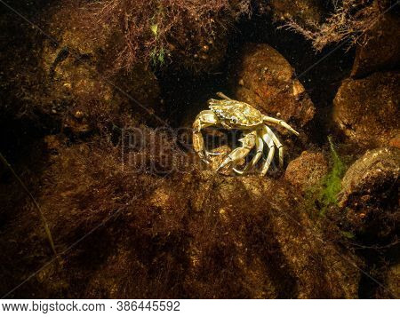 A Closeup Picture Of A Crab In A Beautiful Marine Environment. Picture From Oresund, Malmo In Southe