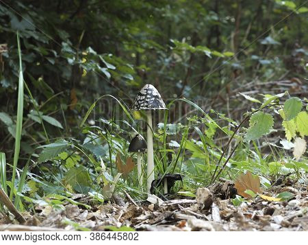 The Magpie Fungus (coprinopsis Picacea) Is A Mushroom