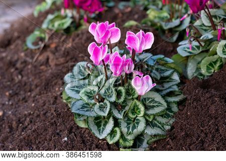 Just Planted Bright Magenta Colored Cyclamen Flowers With Green Leaves In The Ground.decoration Flow