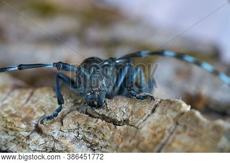 Front View Of The Head Of An Asian Longhorn Beetle (anoplophora Glabripennis) In The Quarantine Area