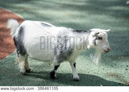 American Pygmy Is An American Breed Of Achondroplastic Goat