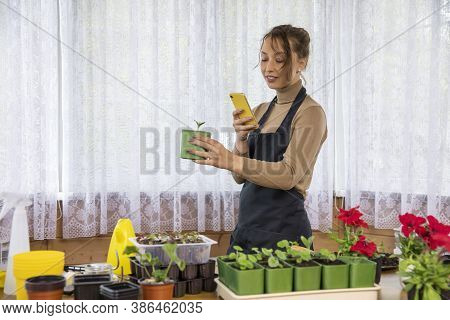 Beautiful Caucasian Housewife Grows Microgreens At Home And Takes Pictures For Social Networks. Fres