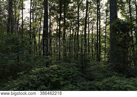 Trees In The Forest With Sun Setting In The Distance