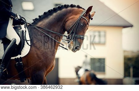 Equestrian Sport. Portrait Sports Stallion In The Double Bridle. The Leg Of The Rider In The Stirrup