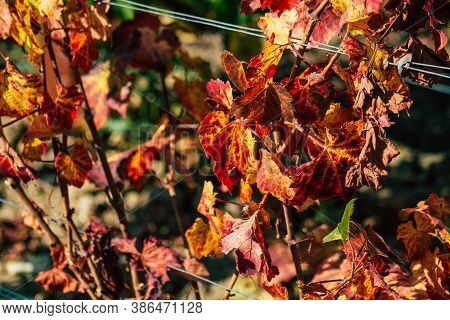 Colors Of France
