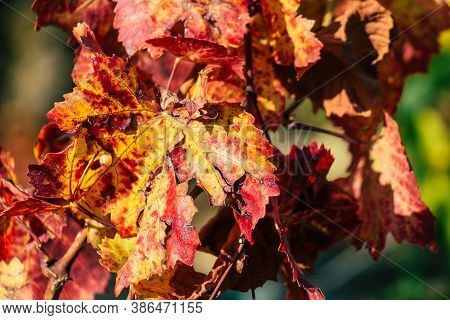 Colors Of France