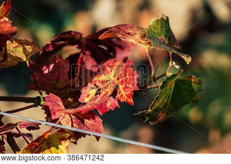 Colors Of France