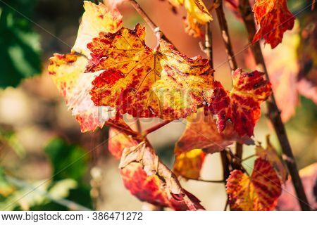 Colors Of France