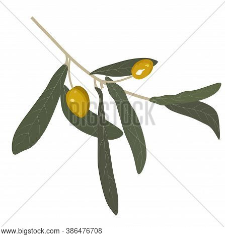 Vector Stock Illustration Of An Olive Close-up. Olive Tree Branch With Green Leaves. Isolated On A W