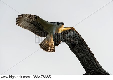 An Osprey With Its Powerful Wings Spread And Glowing In The Morning Sunlight As It Reaches Out With 