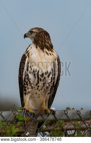 Closeup Of A Red-tailed Hawk Perched On A Vine Covered Chain Link Fence With Its Head Turned As It L
