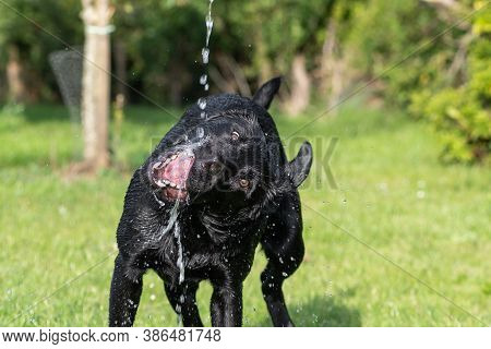 Portrait Of A Young Black Labrador Drinking Drinking From A Hose Pipe