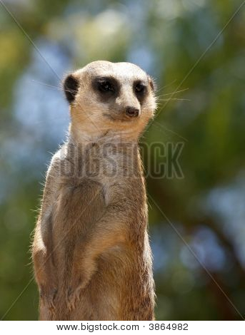 Meercat на Ближнего