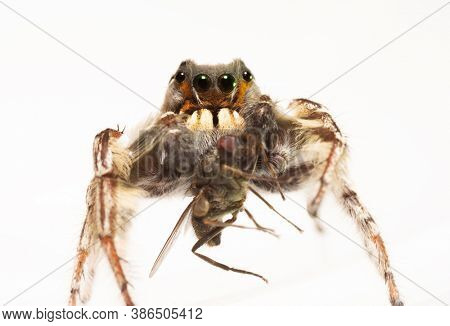Closeup of a very handsome male Phidippus putnami jumping spider holding a fly in his pedipalps, on light background