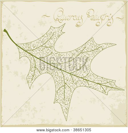 PIN oak leaf skelett. Vektor.