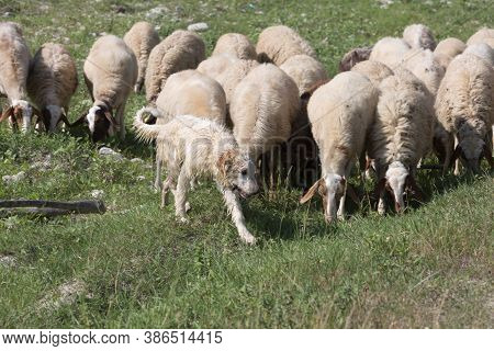 Flock Of Sheep Grazing Grass In A Streambed In Springtime.