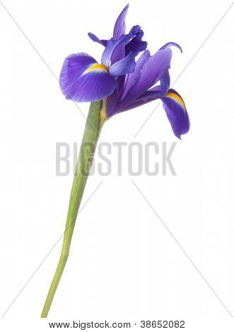 Blå iris eller blueflag blomst isoleret på hvid baggrund
