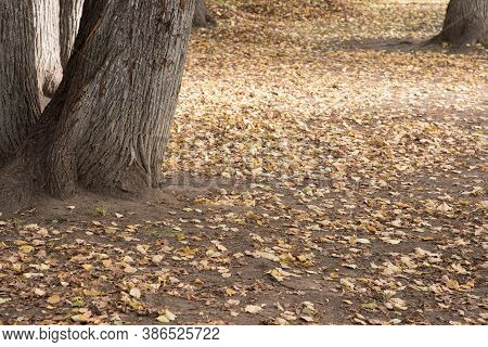 Colorful Seasonal Autumn Background With Trees And Yellow Leaves. Space For Text