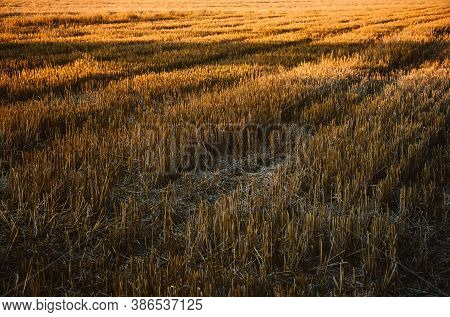 Rural Landscape, Agricultural Natural Background With Copy Space. Mown Wheat Field With Rows Of Mown