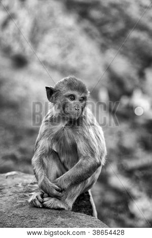 Monkey temple Galwar Bagh i Jaipur, Indien