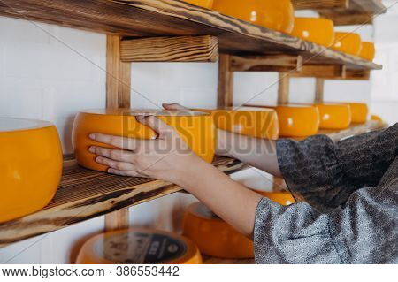 Goat Cheese Wheel In Female Hands On Rack In Factory Warehouse. Several Mature Cheese Heads On Displ
