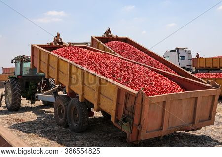 Tomatoes Harvest. Tractor With Trailer Full Of Fresh Tomatoes Picked In The Field.
