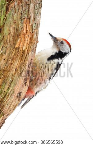 Middle Spotted Woodpecker Sitting On Tree Cut Out On Blank.