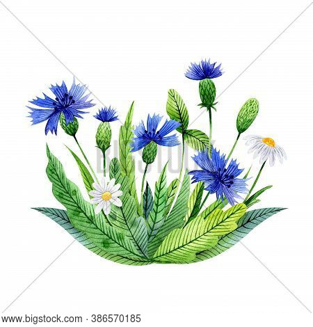 Watercolor Flower Composition With Wildflowers And Leaves. Bouquet Of сhamomile, Knapweeds And Folia