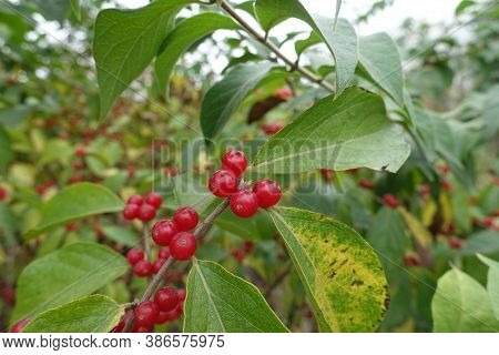 Semi-translucent Red Berries Of Lonicera Maackii In October