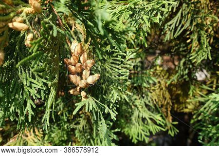 Cones In The Leafage Of Thuja Occidentalis In September