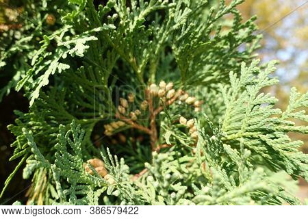 Green Foliage And Cones Of Thuja Occidentalis In September