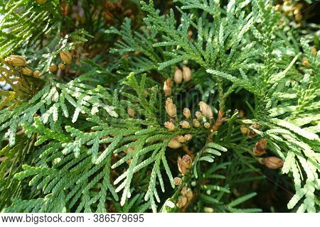 Light Brown Cones In The Leafage Of Thuja Occidentalis In September