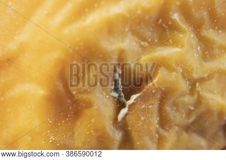 Macro. Half-rotten And Moldy Half Of An Apple. Mold On Fruits