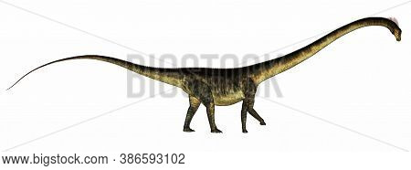 Barosaurus Dinosaur Walking Isolated In White Background - 3d Render