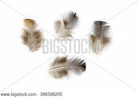 Brown Chicken Feather Flat Lay Isolated On White Background. Fluffy Feather From Pillow Or Cover Bla