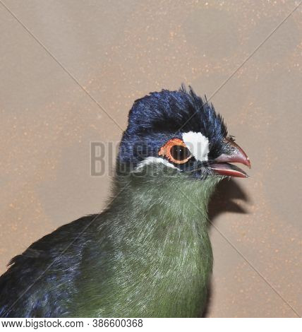 Bird Hartlaub's Turaco (latin. Tauraco Hartlaubi), Blue-thodoco Tauraco