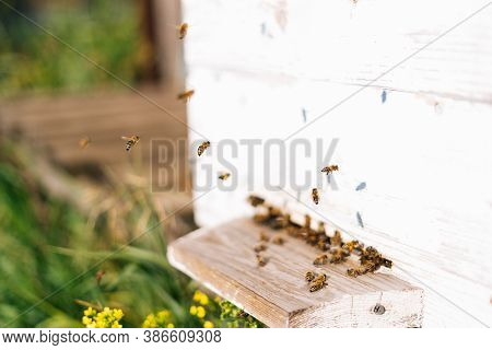 Close-up Swarm Of Honey Bees Carrying Pollen To Beehive In Bright Summer Sunny Day At Apiary. Swarm 
