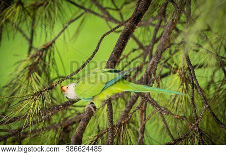 Green Parrot Of Medium Size On A Coniferous Branch Of A Roman Pigna