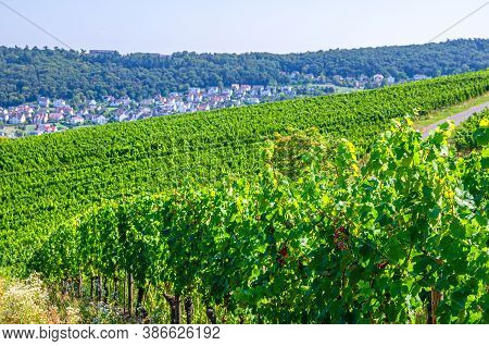 Vineyards Green Fields Landscape With Grapevine Rows On Hills In Rhine Gorge River Rhine Valley, Rhe