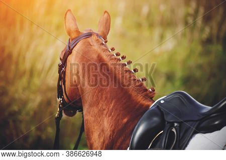 Back View Of A Sorrel Horse With A Beautifully Braided Mane And A Saddle On Its Back, Which Is Illum