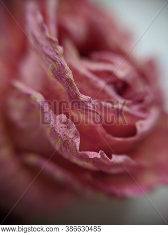Background With Dried Petals Of A Pink Rose Close-up. Macro Photo