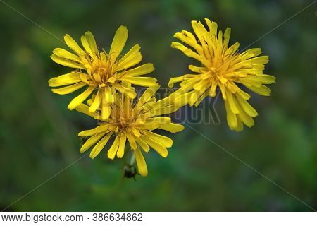 Leontodon Hispidus Flower, Known By The Common Names Bristly Hawkbit And Rough Hawkbit, Blooming In 
