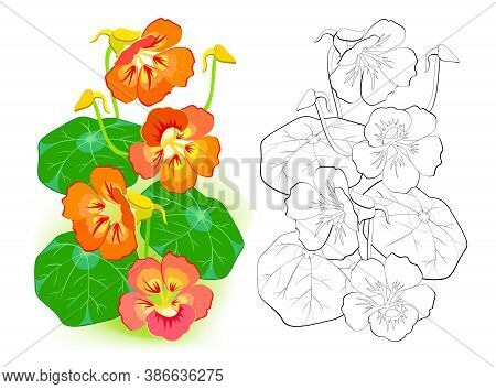 Colorful And Black And White Template For Coloring. Illustration Of Nasturtium Flowers In Summer Gar
