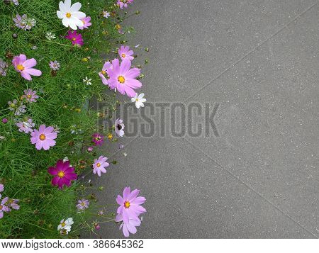 Cosmos Bipinnatus, Bright Pink White Flowers, Mexican Astra Against The Background Of Gray Asphalt, 