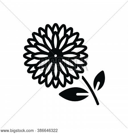 Black Solid Icon For Chrysanthemum Daisy Marguerite Camomile Horticulture Blooming Natural Flower Bo