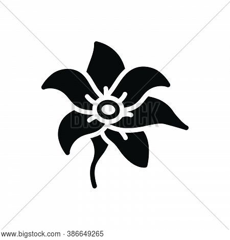 Black Solid Icon For Cobra-saffron Species Chestnut Ironwood Evergreen Grayish-green Natural Flower 