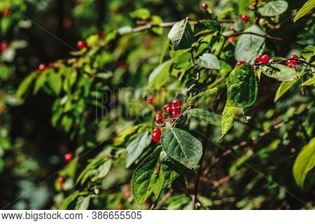 Green Bush With Red Wolf Berries In The Sun Light