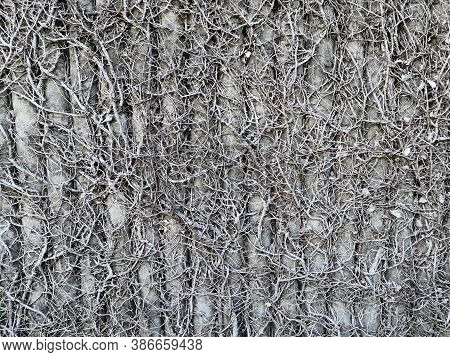 Dried Creeping Fig Plant, Dried Ficus Pumila On Concrete Wall.ficus Pumila Died On The Wall.