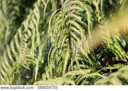Texture Green Fern Plant. Pattern Of Fern Leaves. It Is A Flowerless Plant That Has Feathery Or Leaf