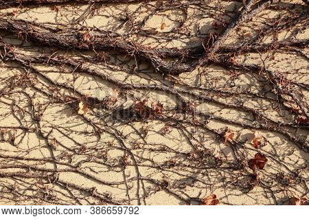 The Dry Climber Tree Climbed On The Mortar Wall. The Branch And Dry Leaves Of Tree Climbed On The Ce